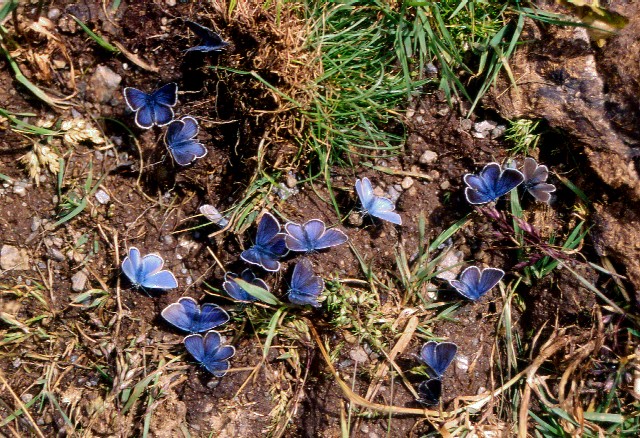 Farfalle di Valtellina, Valchiavenna, V.Poschiavo, Bregaglia